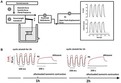 Cyclic Stretch Alters Vascular Reactivity of Mouse Aortic Segments